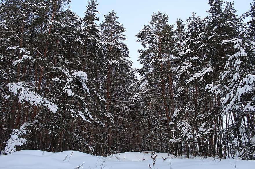 la nature, des arbres, hiver, saison, neige, en plein air, les bois, forêt, arbre, paysage, gel