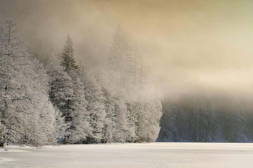 自然、冬、シーズン、屋外、森林、森の中、荒野、雪、霧、木、風景