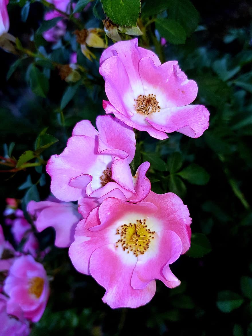 एक प्रकार का जंगली गुलाब, फूल, पौधों, गुलाबी फूल, पंखुड़ियों, फूल का खिलना, बगीचा, प्रकृति