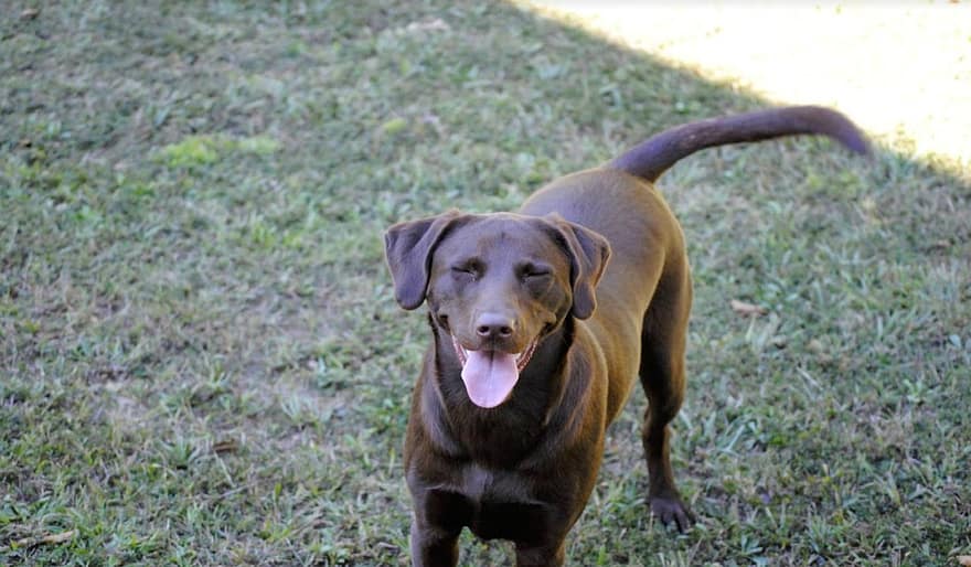 Dog, Pet, Chocolate Lab, Labrador, Puppy, Outside, Pup, Doggy, Friend, Smile, Silly