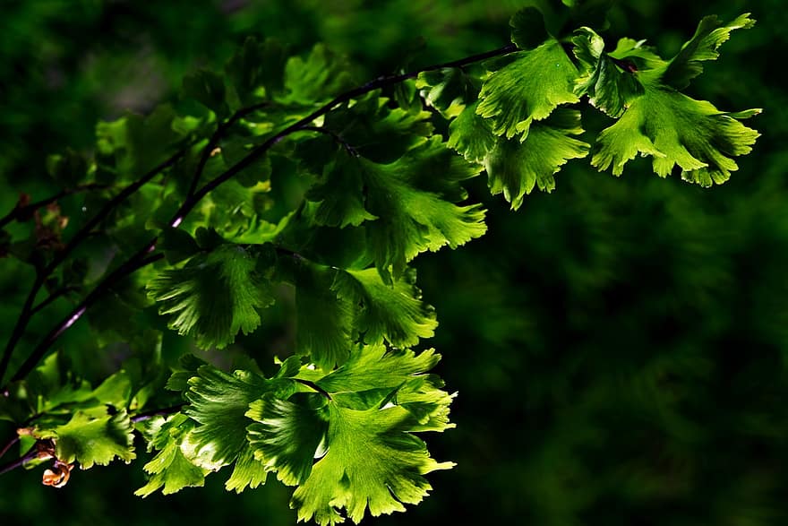Leaves, Adiantum, Nature, Flora, Fern, Foliage, Growth, Macro, Botany, leaf, green color