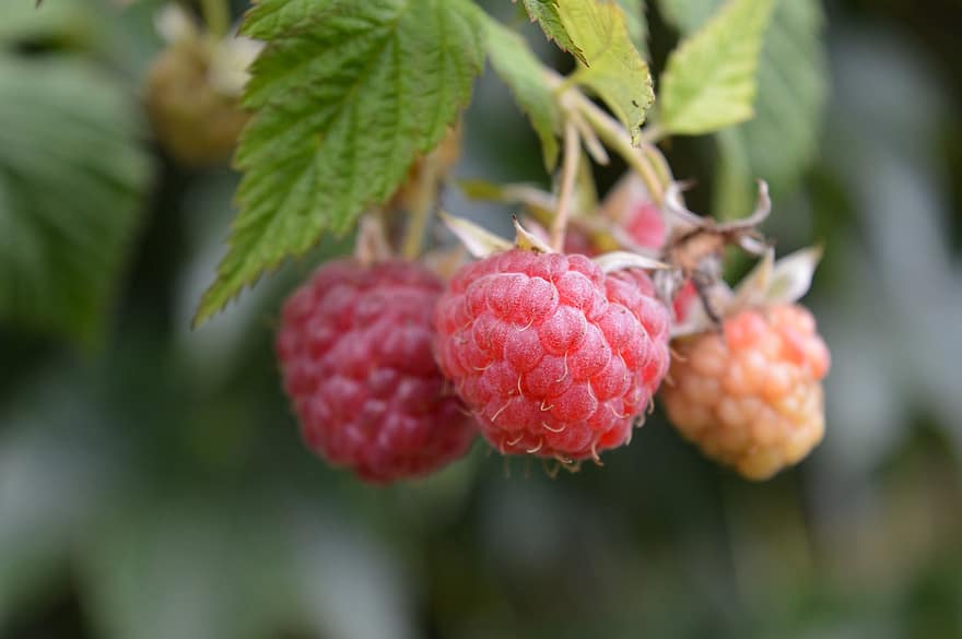 Raspberries, Fruit, Unripe Fruit, Red Fruit, Berry, Vitamins, Raspberry Plant