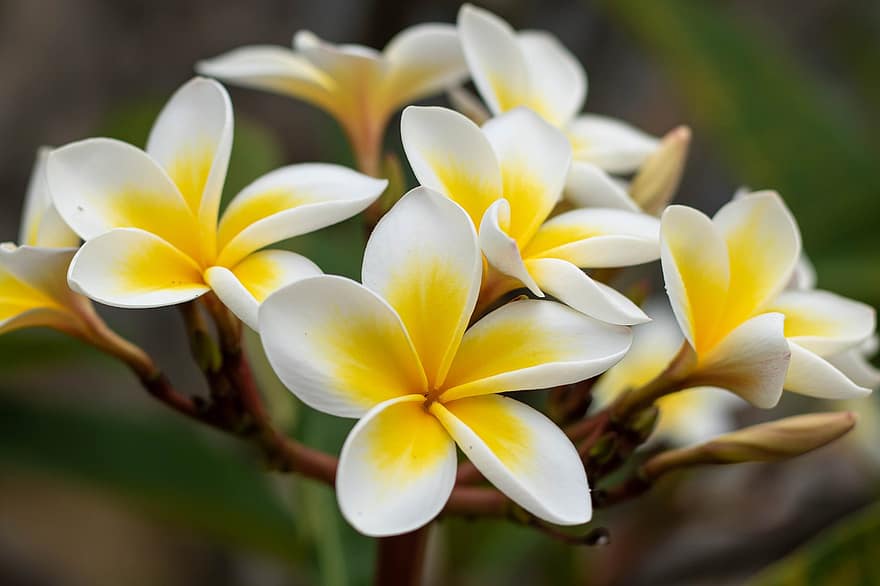 frangipani, λουλούδια, Λουλούδια ναού, το ναό του ναού, ανθίζω, άνθος, εξωτικό φυτό, τροπικό φυτό, ανθοφόρα φυτά, διακοσμητικό φυτό, χλωρίδα