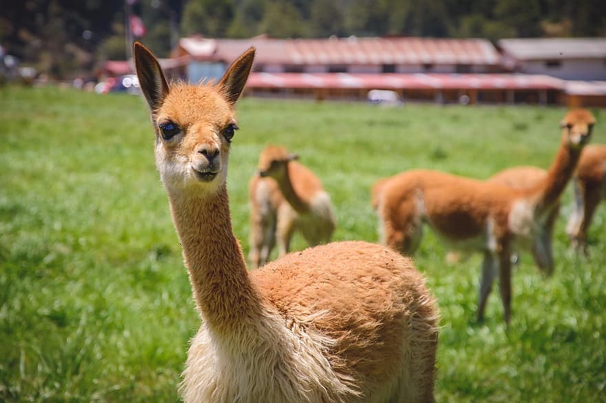alpaca, Llamas, mamifere, cu blană, păşune, Vicuña, Cajamarca