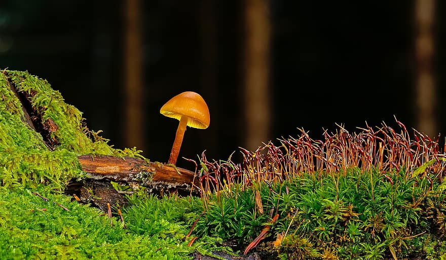 jamur, jamur kecil, lumut, hutan, lantai hutan, penghuni hutan, merapatkan, warna hijau, musim gugur, menanam, musim