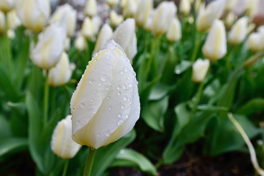 tulipanes, las flores, Flores blancas, Rocío, pétalos, pétalos blancos, gotas de lluvia, plantas, Flores de primavera, flora, floración