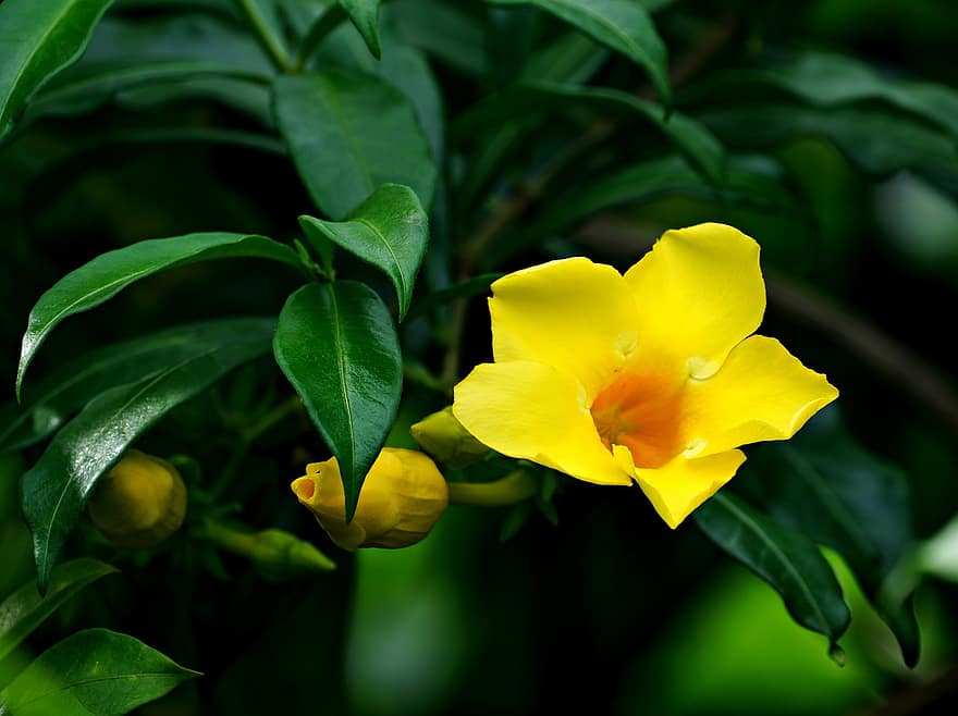 マンデビラ、ロックトランペット、黄色い花、フローラ、自然、葉、工場、閉じる、黄、緑色、鮮度