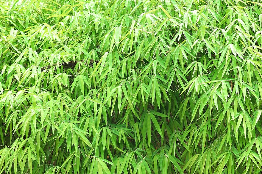Bamboo, Leaves, Foliage, Texture, Plants, Bush