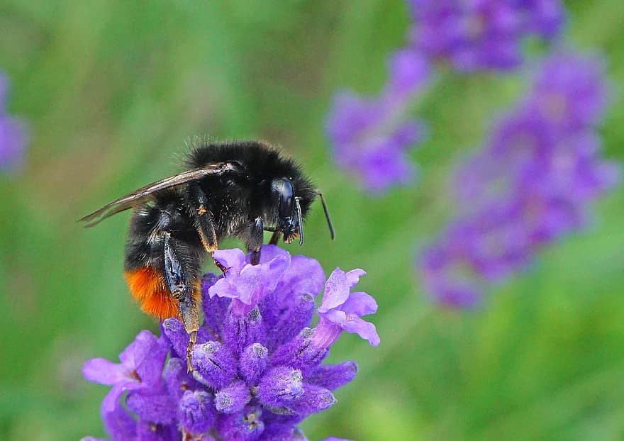 abelha, inseto, polinizar, polinização, bumblebee, flor, inseto com asas, asas, natureza, himenópteros, entomologia