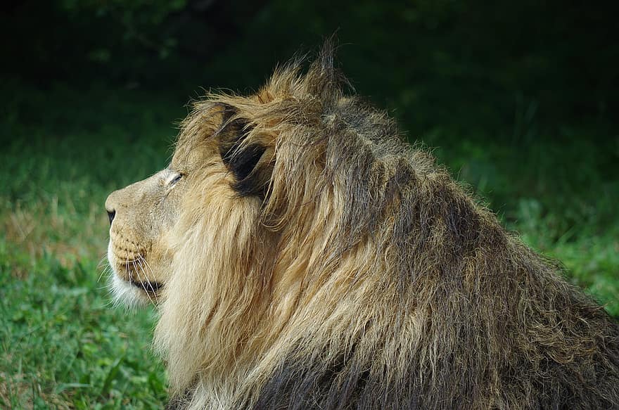 løve, dyr, safari, mane, pattedyr, stor katt, vilt dyr, kjøtteter, farlig, dyreliv, fauna