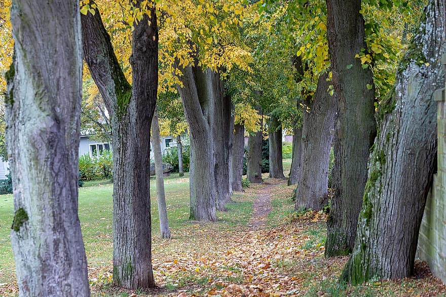 des arbres, chemin, l'automne, cimetière