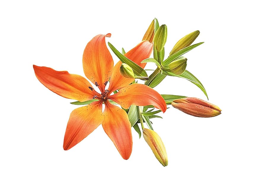 лилия, оранжев, цвете, оранжева лилия, оранжев цвете, пъпки, цветни пъпки, цъфтящ, цъфтеж, флора, цветя