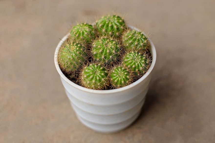 cactus, kamerplant, plant in bloempot, huisdecoratie, plantkunde, fabriek