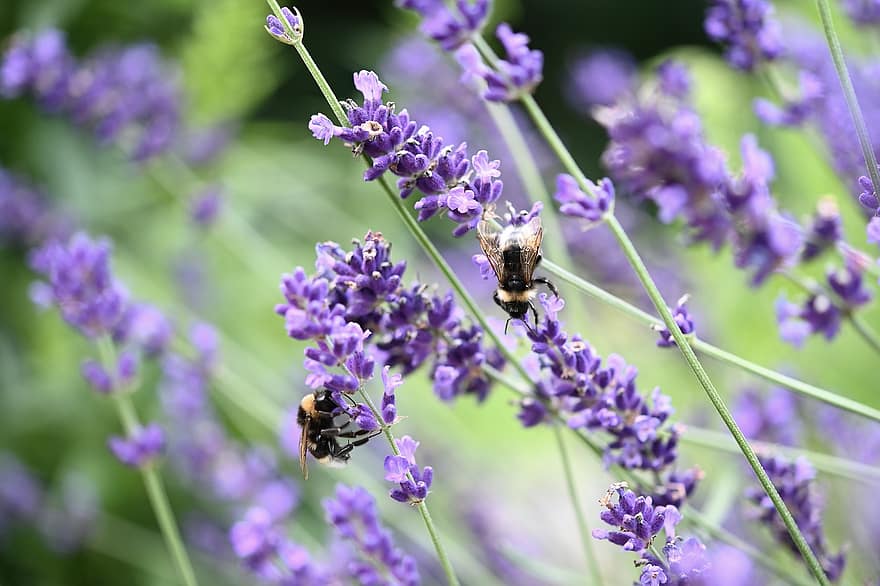 Lavender, Flower, Purple, Violet, Flowers, Nature, Flower Meadow, Garden, Fragrance, Medicinal Plant, Bee