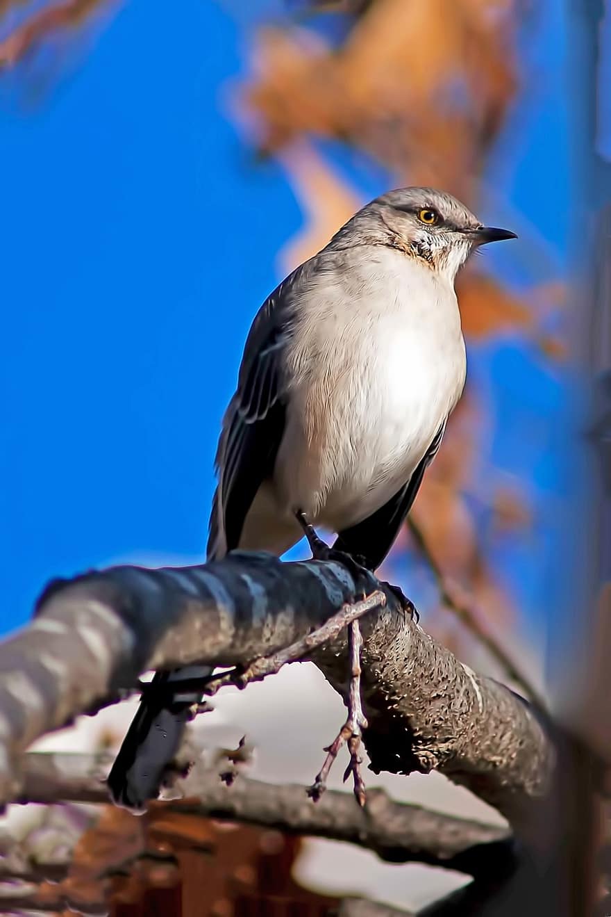severní mockingbird, pták, zvíře, volně žijících živočichů, peří, větev, posazený, Příroda, pozorování ptáků, ptačí, zobák