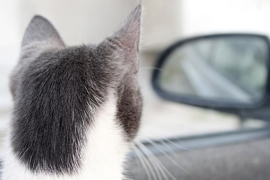 bil, Reser I En Bil, grå kattunge, sällskapsdjur, kattdjur, tamkatt, husdjur, närbild, ser, söt, morrhår