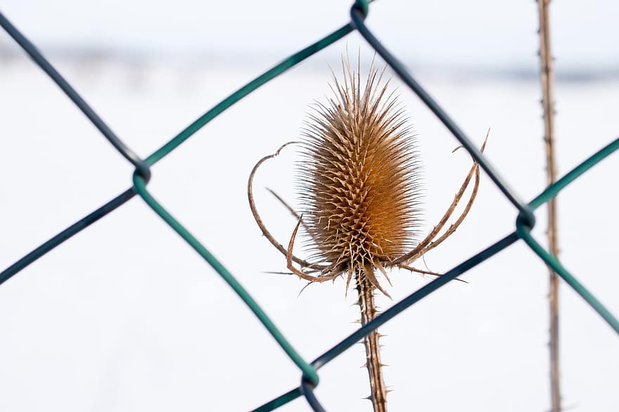 Teasel, Withered, Fence, Flower, Dried Flower, Plant, Prickly, Garden, Nature, Winter, Chain Link Fence