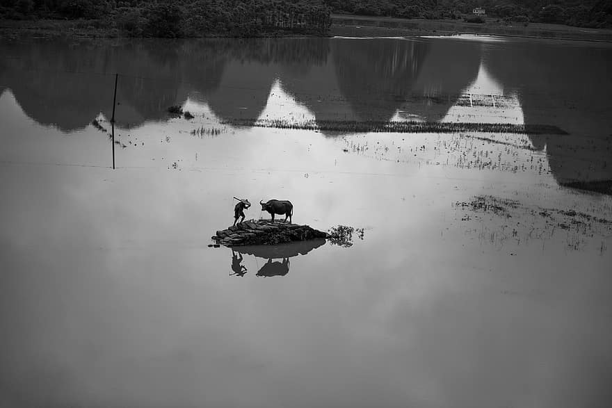 svart og hvit, bøffel, oversvømmelse, refleksjon, vann, Guilin, Kina, gård, landskap, ku, kveg