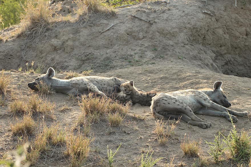 hyæne, hundehvalp, plettet hyena, scavenger, pattedyr
