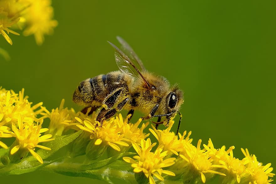 albină, insectă, poleniza, polenizare, floare, insectă înțepată, aripi, natură, hymenoptera, entomologie, macro