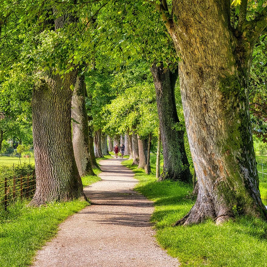 ağaçlar, cadde, yeşil, uzakta, doğa, yol, yürümek