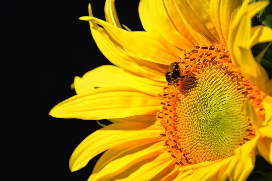 слънчоглед, цвете, листенца, земна пчела, пчела, насекомо, цветен прашец, природа, градина, растение