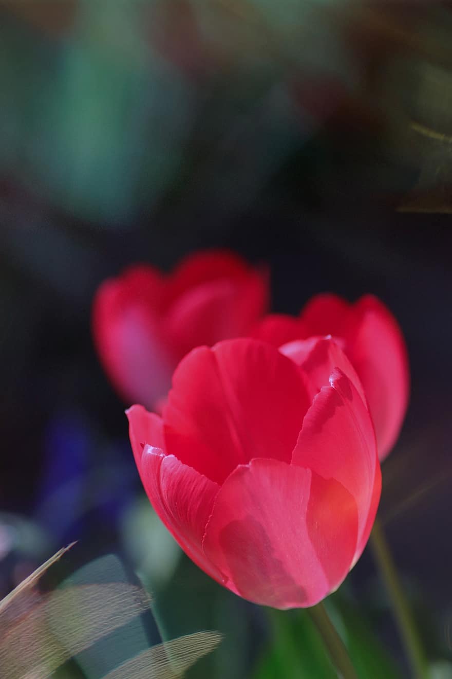 tulipaner, røde tulipaner, røde blomster, hage, nærbilde, blomstre, blomst, blomster, anlegg, blomsterhodet, sommer