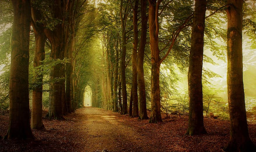 дървета, гора, път, алея, мъгла, есен, магия, светлина, мистична, мистерия, атмосфера