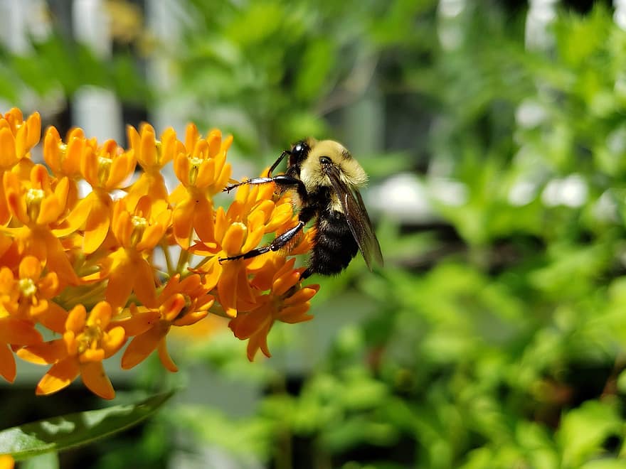 humla, bi, asclepias tuberosa, blomma, växt, trädgård, honung, pollinering, natur, nektar, fjäril mjölkväv