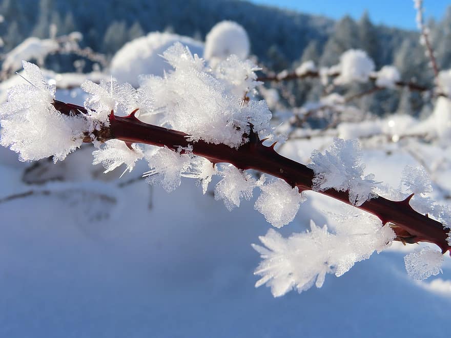 Mountains, Icicles, Sprig, Tree, Snow, Frost, Ice, winter, season, branch, close-up
