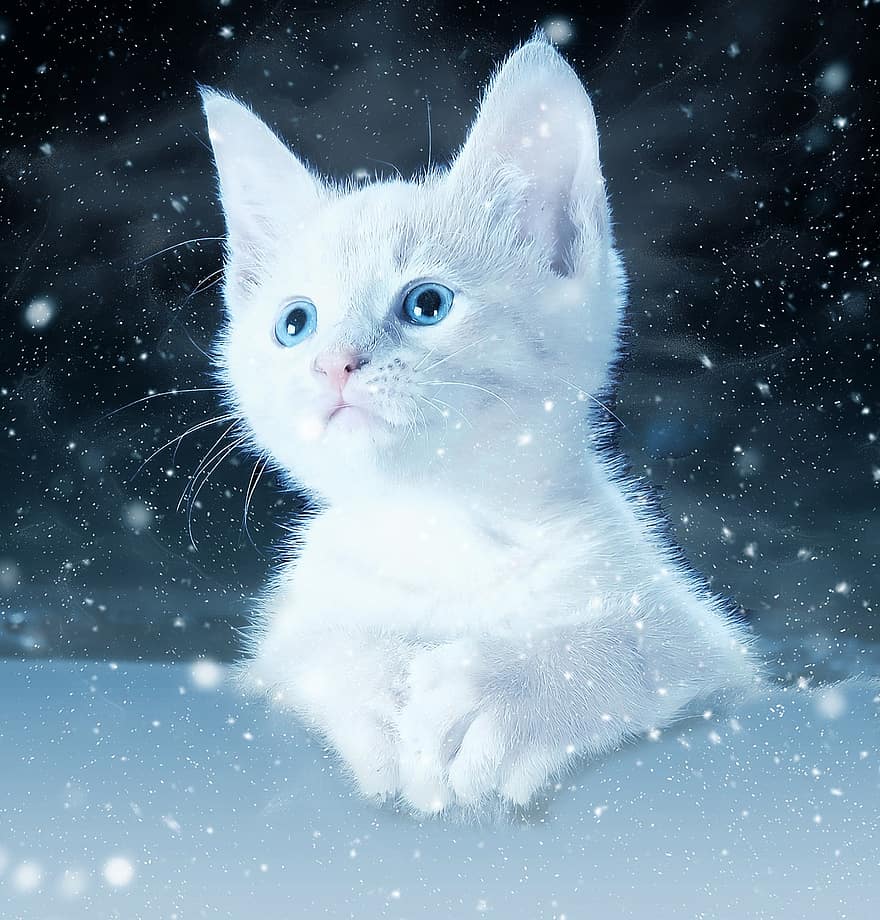 кішка, кошеня, сніг, мистецтво, тварина, природи, милий, скрапбукінг, папір, текстури, записках