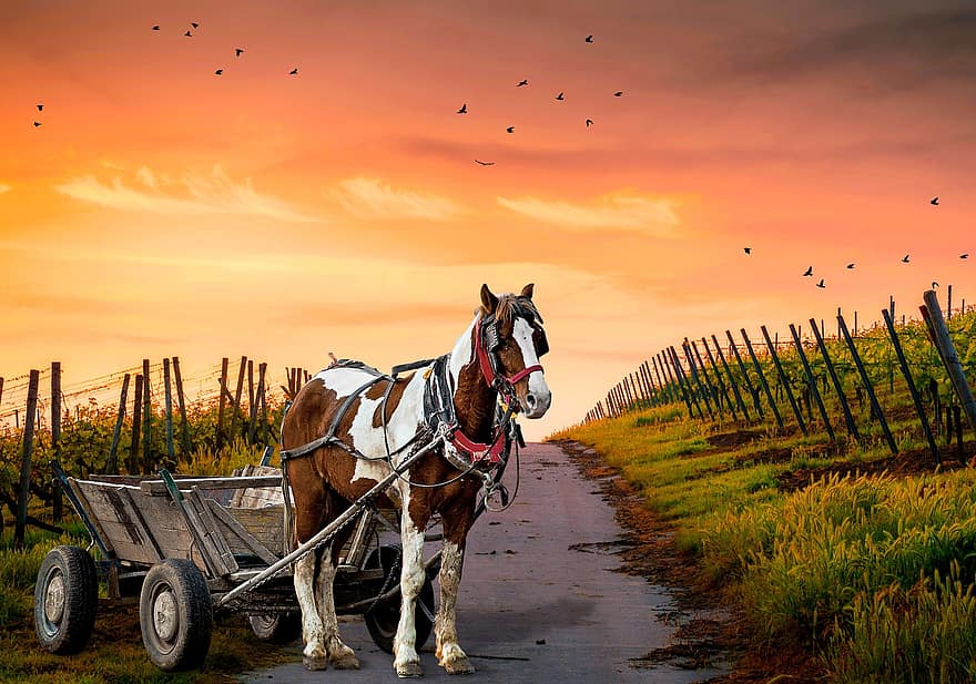 caballo, carro, puesta de sol, viñedos, carruaje tirado por caballos, equino, oscuridad, crepúsculo, paisaje, pajaros migratorios, camino estrecho