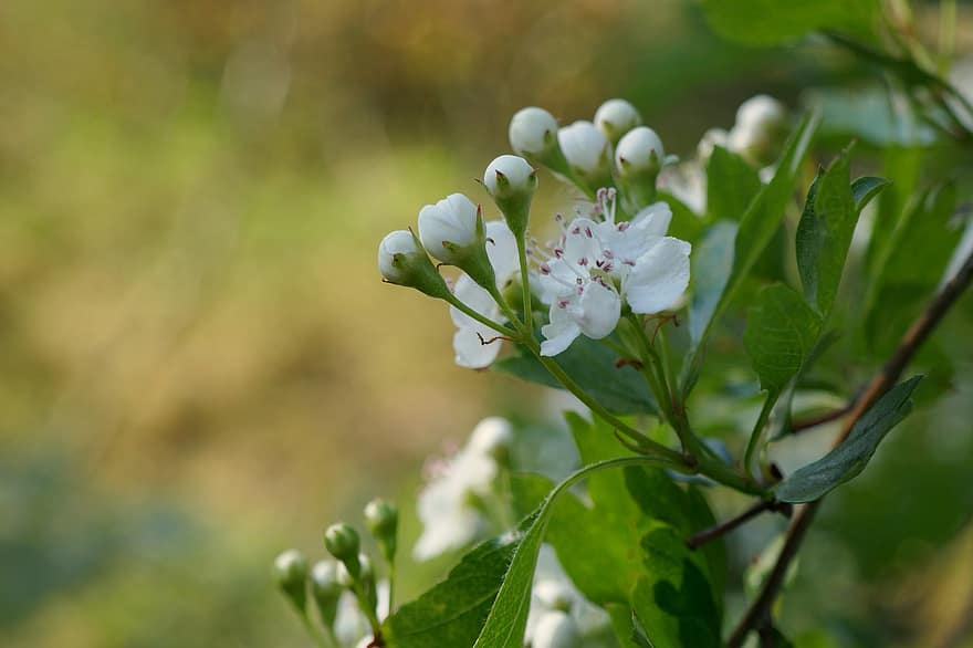 Hawthorn, ดอก, ดอกไม้สีขาว, แมโคร, ฤดูใบไม้ผลิ, ดอกไม้ฤดูใบไม้ผลิ, ดอกตูม, ใกล้ชิด, ปลูก, ฤดูร้อน, ใบไม้