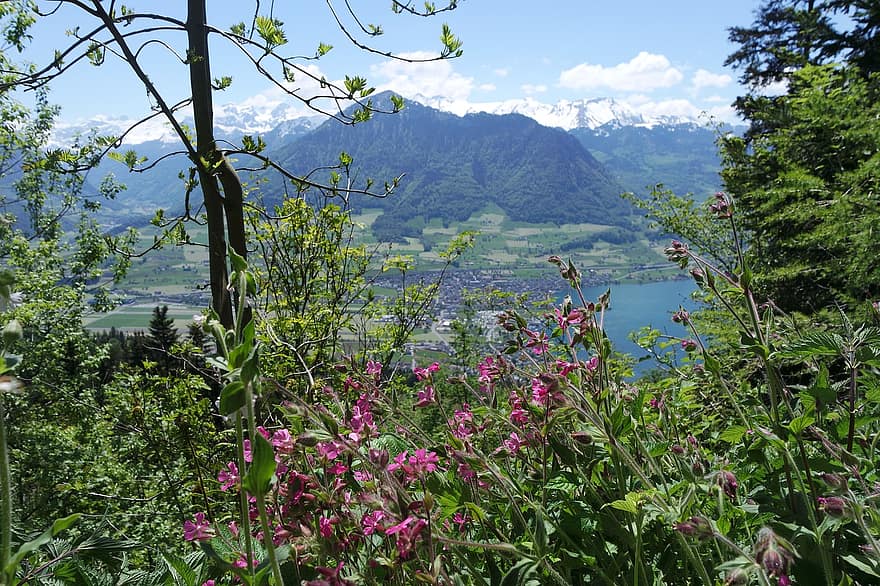 hory, stromy, turistika, jezero lucerny, oblast, švýcarsko, centrální švýcarsko, vouch akcií