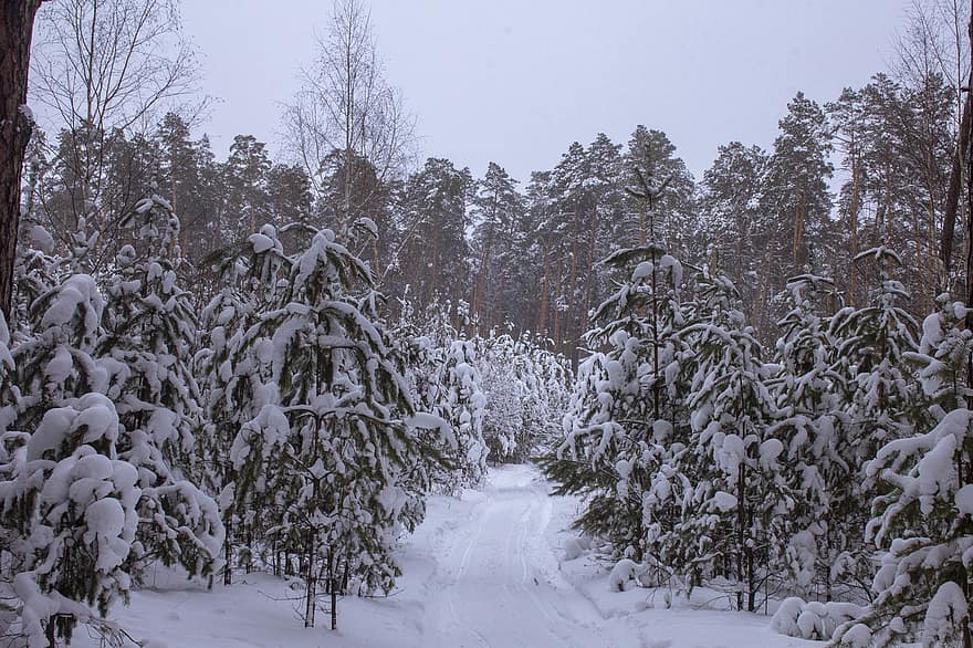 дървета, зима, сезон, на открито, сняг, път, Сибир, гора, дърво, скреж, пейзаж