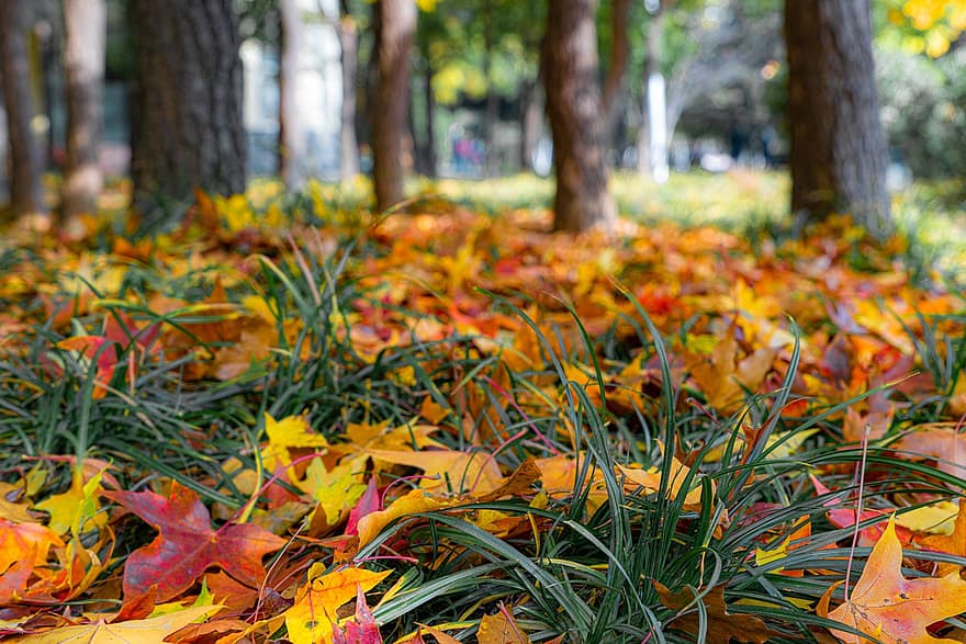 Autumn, Defoliation, Foliage, Forest Floor, Fall Season