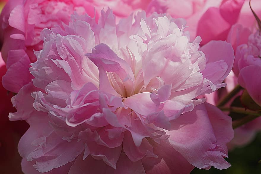 Peony, Flower, Pink, Garden, Nature, The Petals, Plant, Flora, Blooming, Blossomed