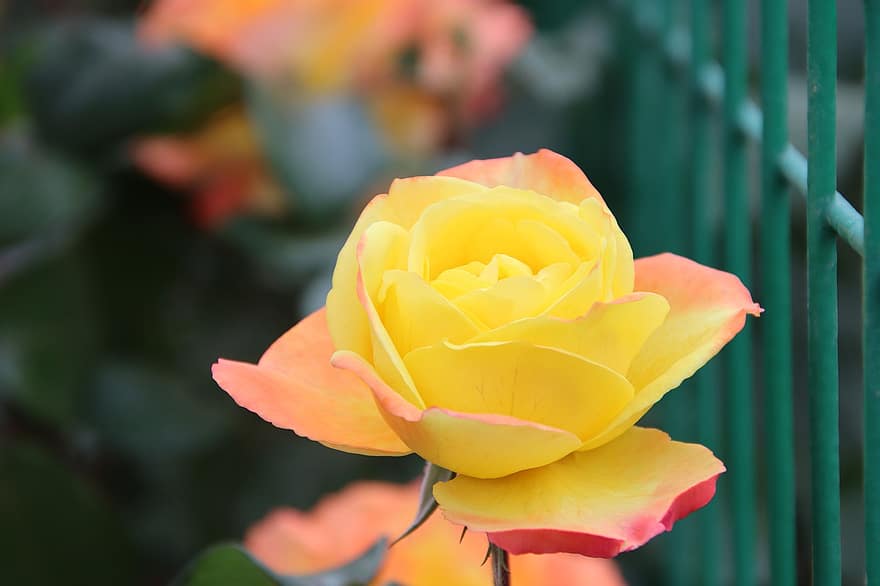 роза, жълта роза, жълто цвете, цвете, жълти венчелистчета, растение, разцвет, цвят, листенца, флора