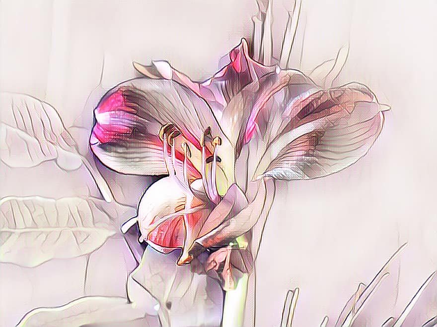Ritter Stern, digitale Zeichnung, Amaryllis, Blume, blühen, Amaryllis Blüte, Amaryllis Pflanze