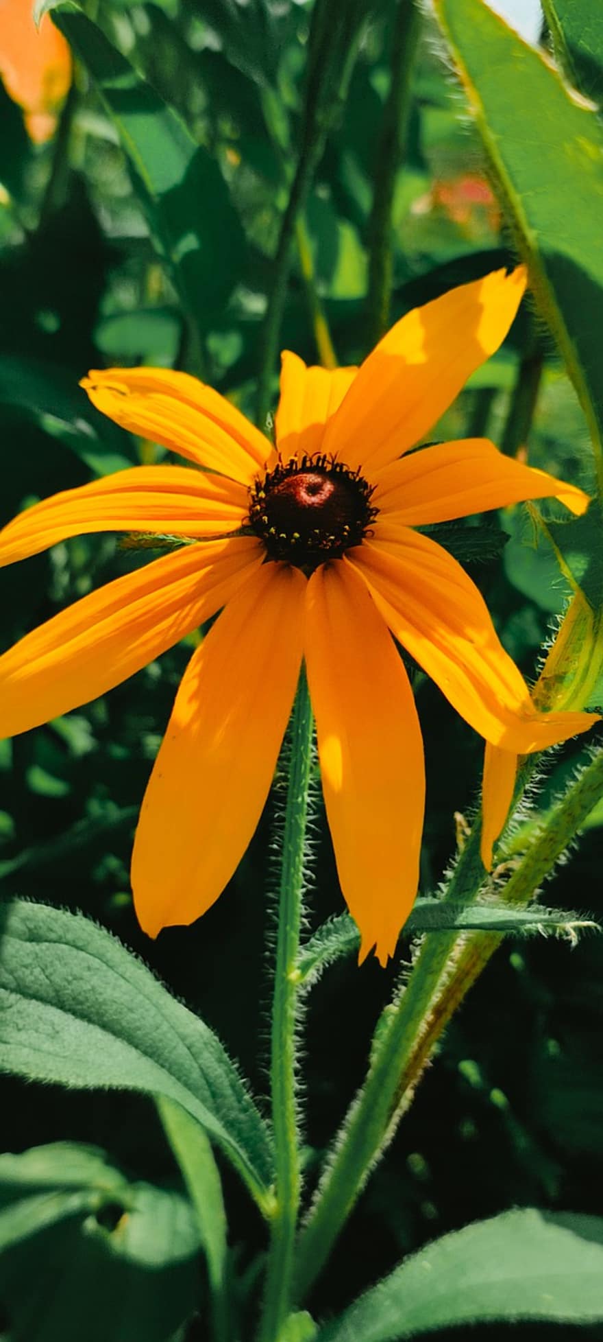 coneflower, λουλούδι, φυτό, μαύρα μάτια susan, κίτρινο άνθος, πέταλα, ανθίζω, φύλλα, φύση, καλοκαίρι