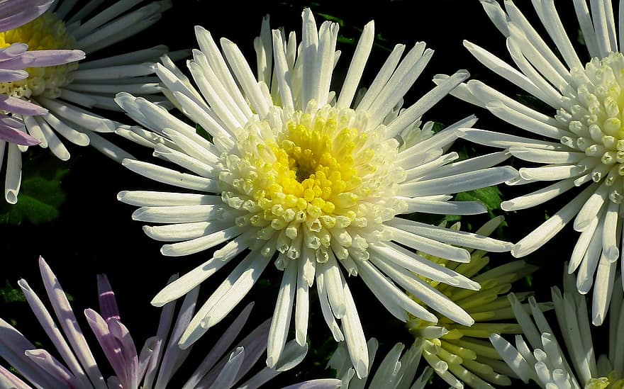 krysantemum, blommor, vita blommor, kronblad, vita kronblad, blomma, flora, växter, natur, närbild, växt