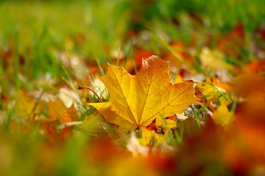 feuille, feuille d'érable, l'automne, tomber, feuille jaune, sol, la nature