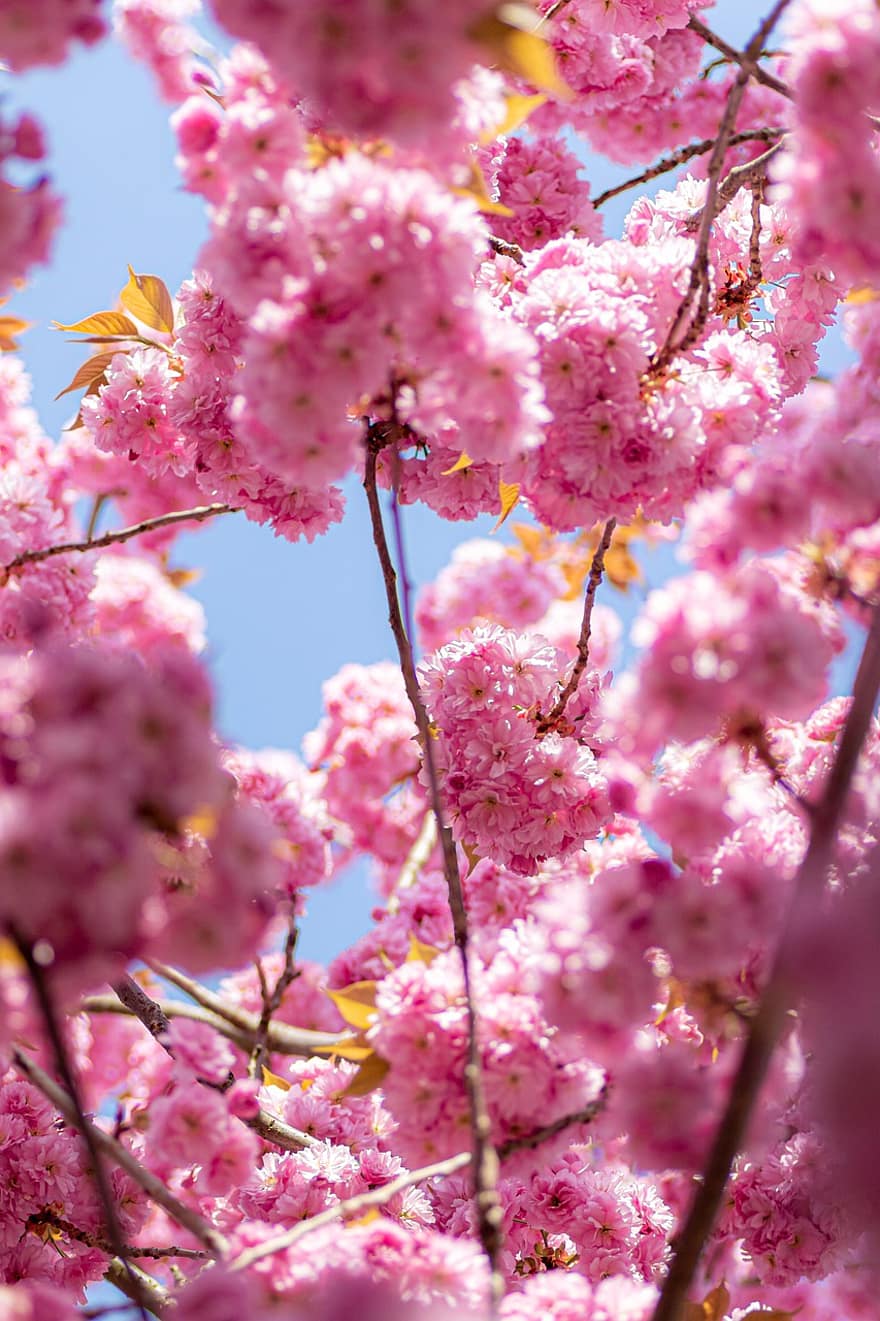 Třešňový květ, květiny, jaro, růžové květy, sakura, květ, větev, strom, Příroda