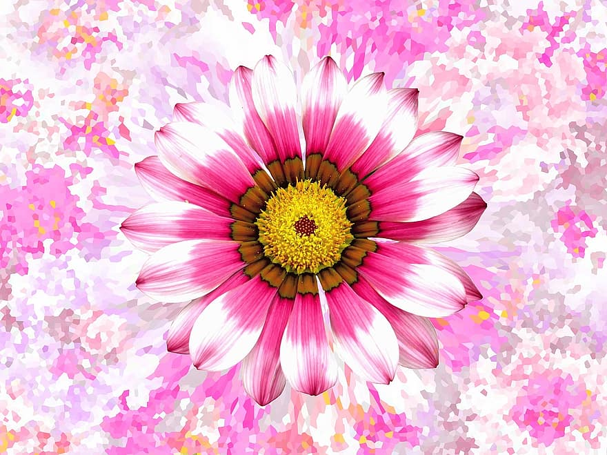 Sommer-, Sommerblume, Rosa, Blume, blühen, Pflanze, Natur, dekorativ, farbig, bunt