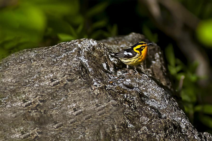 blackburnian warbler, πουλί, φτερά, πτηνά, ορνιθολογία, δάσος, ζώα στη φύση, ράμφος, φτερό, παρατήρηση πουλιών, γκρο πλαν