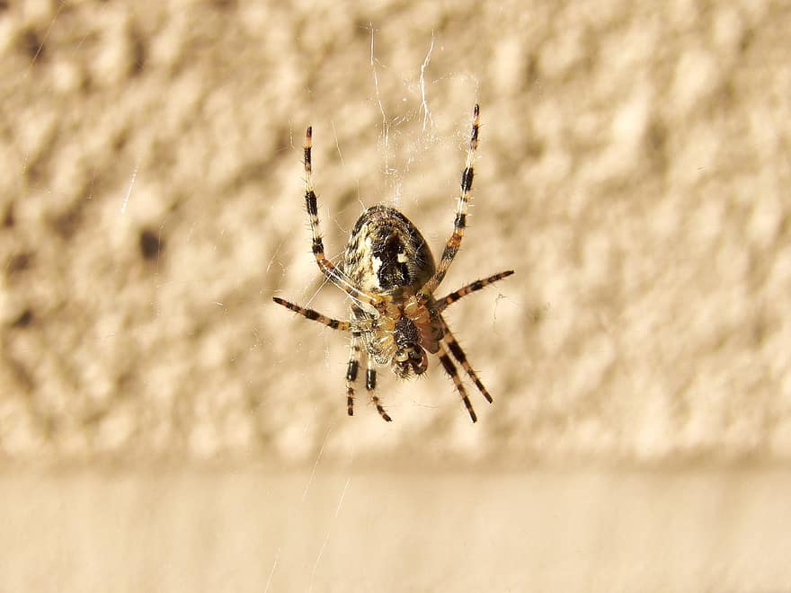 edderkop, insekt, web, edderkoppespind, spindelvæv, leddyr, arachnid, araknofobi, tæt på, fauna