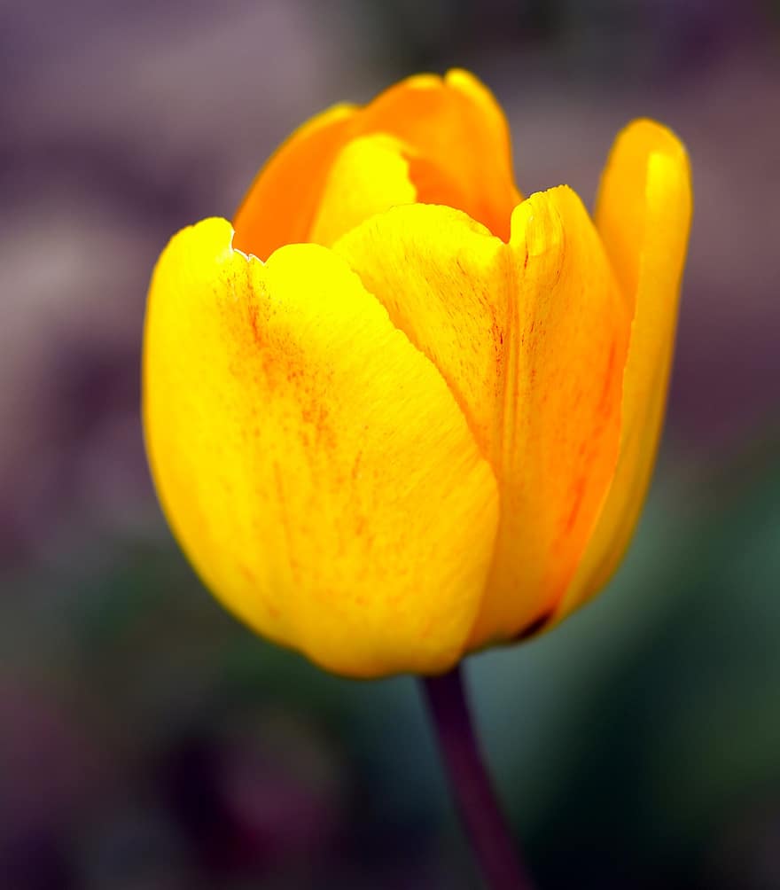tulipe, fleur, plante, fleur jaune, pétales, Floraison, printemps, flore, la nature