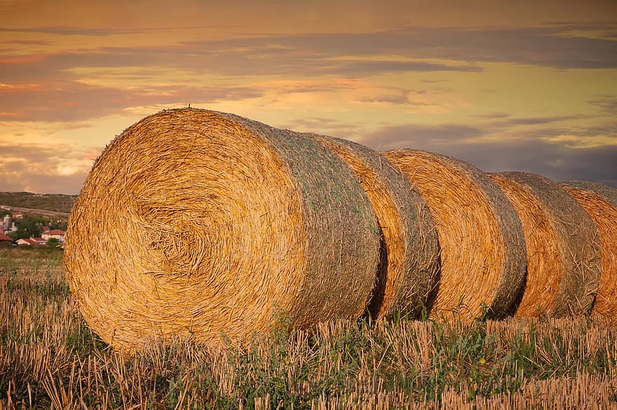 Round, Barley, Stack, Farmland, Package, Haystack, Roll, Cut, Sunrise, Vivid, Background