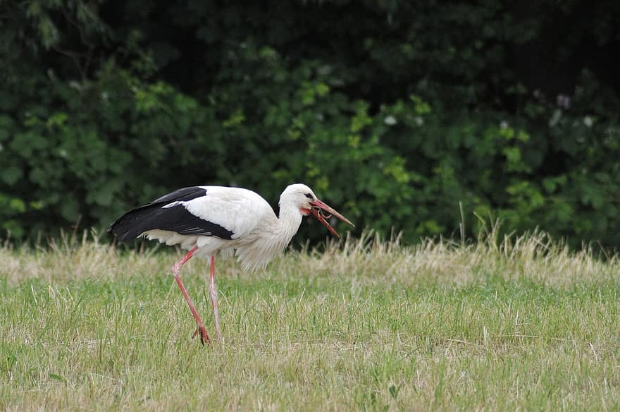 Stork, Eat, Bird, Worm, White Stork, Hunt, Bill, Field, Feathers, Plumage, Ave