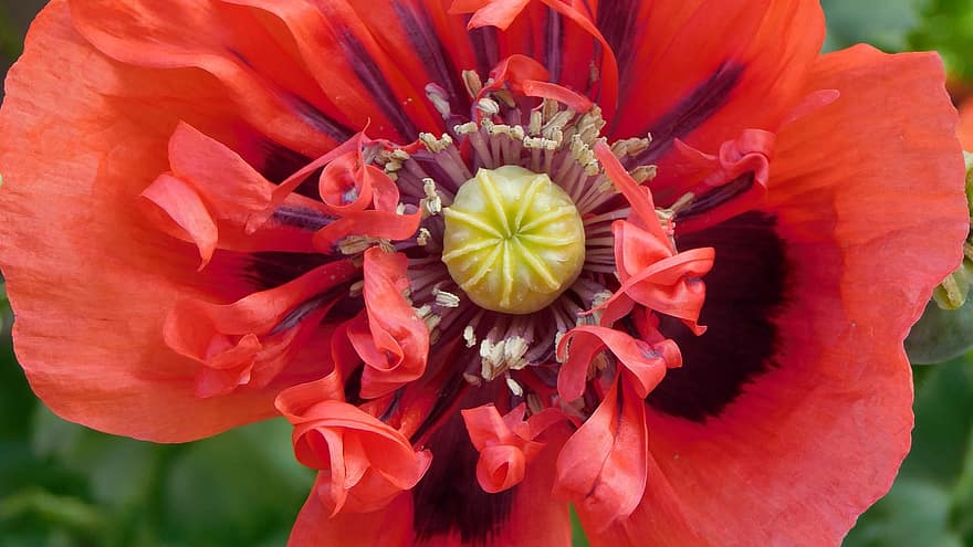 opium, bunga, opium merah, bunga merah, kelopak, kelopak merah, berkembang, mekar, flora, alam, merapatkan